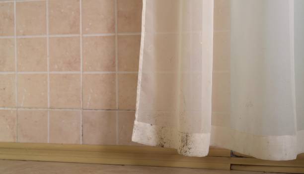 Best Mold Prevention Services  in North Bend, NE