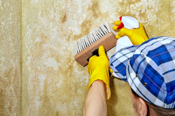 Best Emergency Mold Remediation  in North Bend, NE