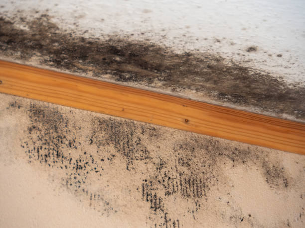 Environmental Consulting for Mold Prevention in North Bend, NE