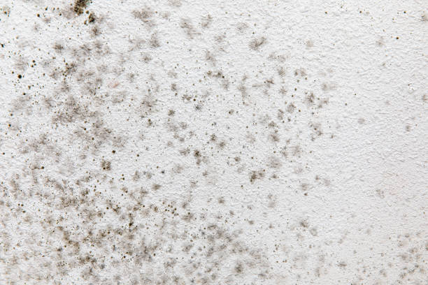 Best Air Quality Testing for Mold Spores  in North Bend, NE